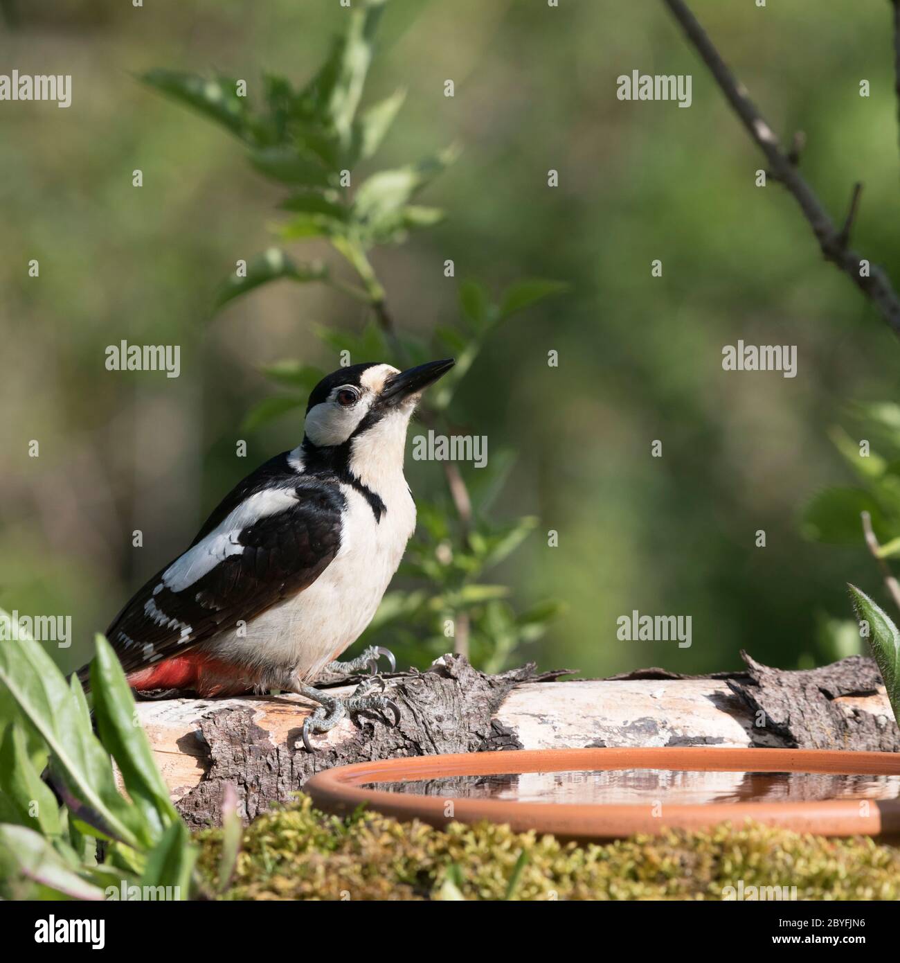 An Adult Female Great Spotted Woodpecker (Dendrocopos Major) Perched Beside a Garden Birdbath Stock Photo