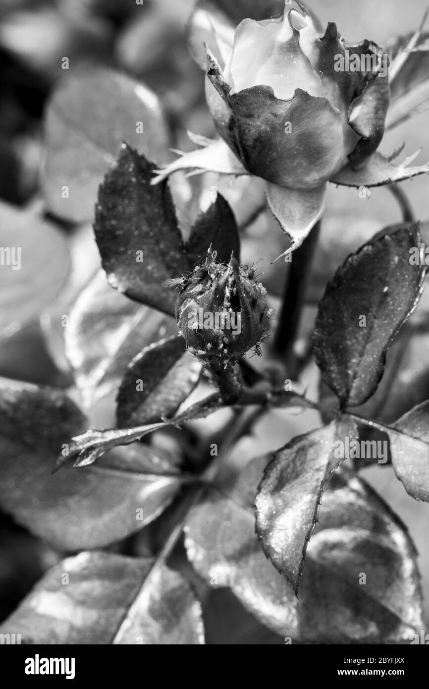 quantities of aphids, on a rosebud, black and white Stock Photo