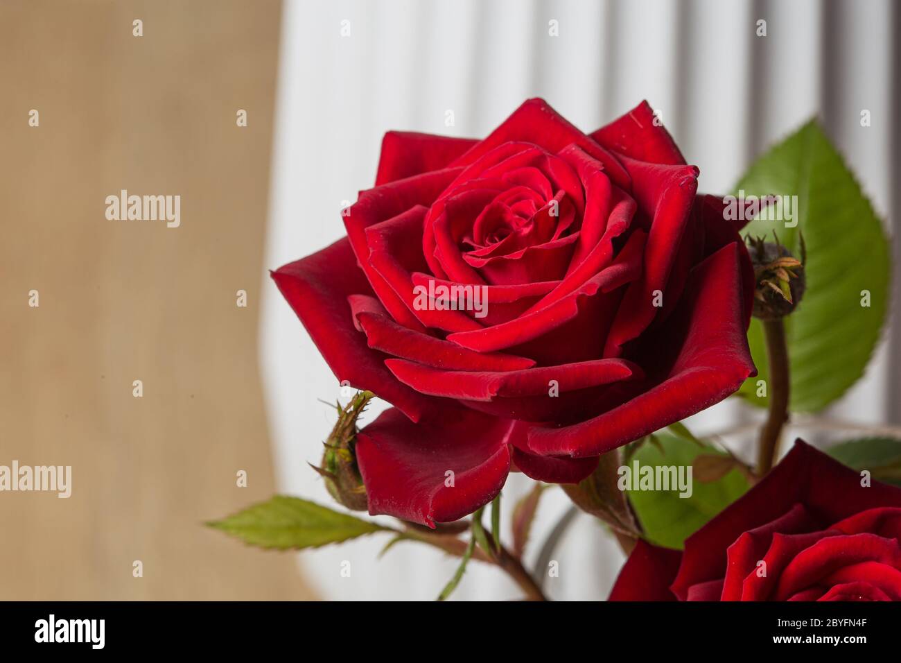 Red rose flower petals in hi-res stock photography and images - Alamy