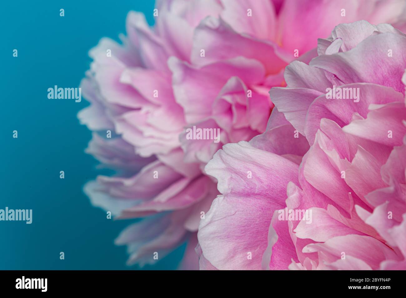 Pink peony flower bouquet isolated on a blue background Stock Photo - Alamy