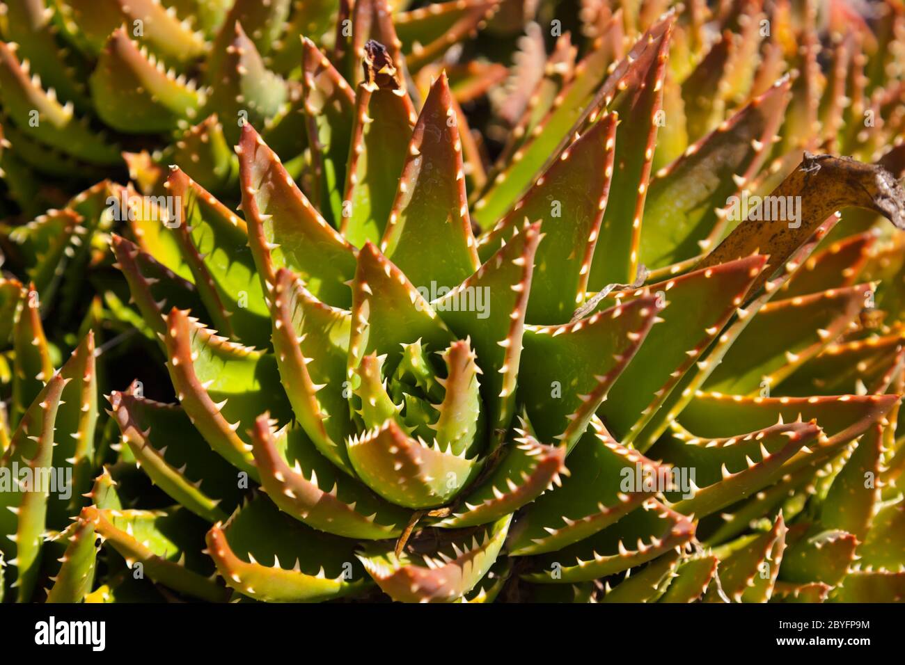 Cactus in jungles Stock Photo