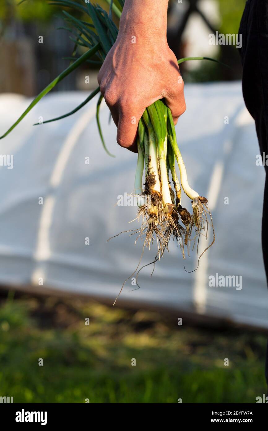 Farmer Holding Onions High Resolution Stock Photography and Images - Alamy