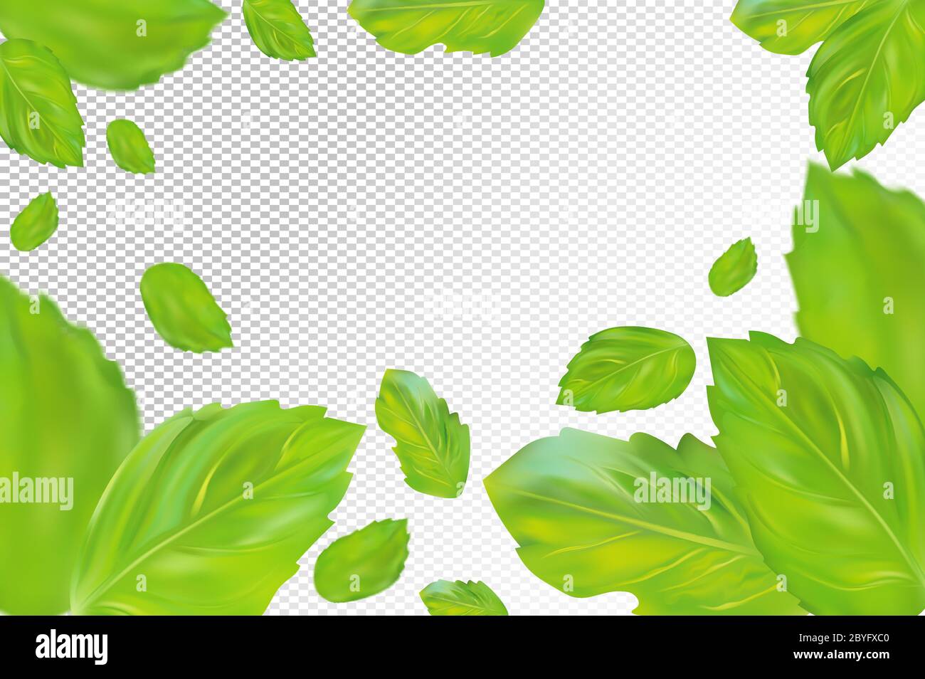Mint leaves background. Flying green mint on transparent background