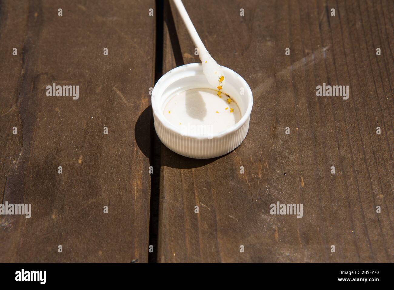 Removing Yellow Aphids from a milkweed plant using cotton swabs dipped