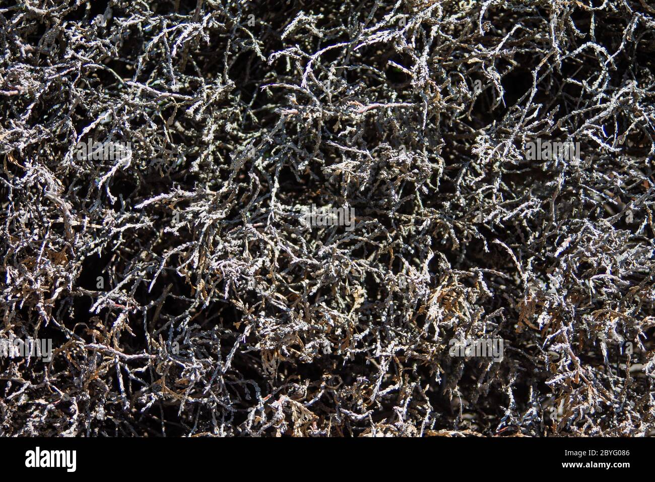 A texture from a withered Hedge. Stock Photo