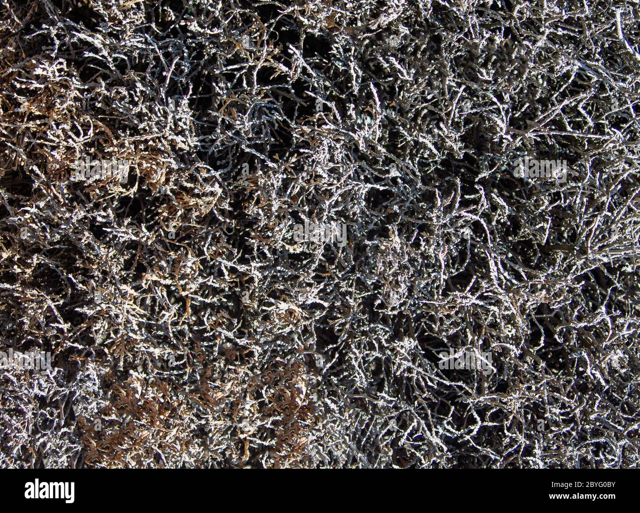 A texture from a withered Hedge. Stock Photo