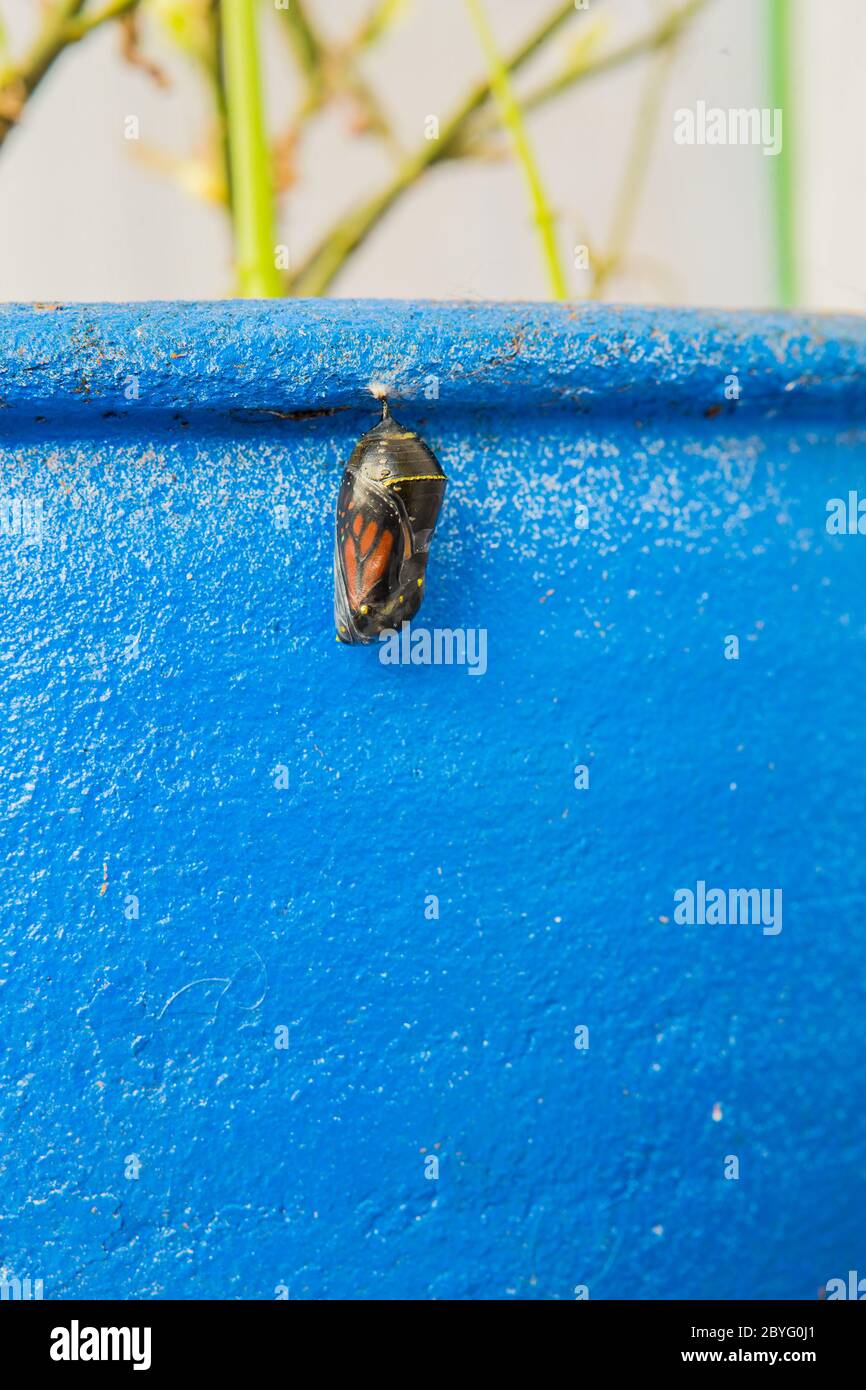 Monarch butterfly chrysalis suspended from a flower pot in a garden eclose in Southern