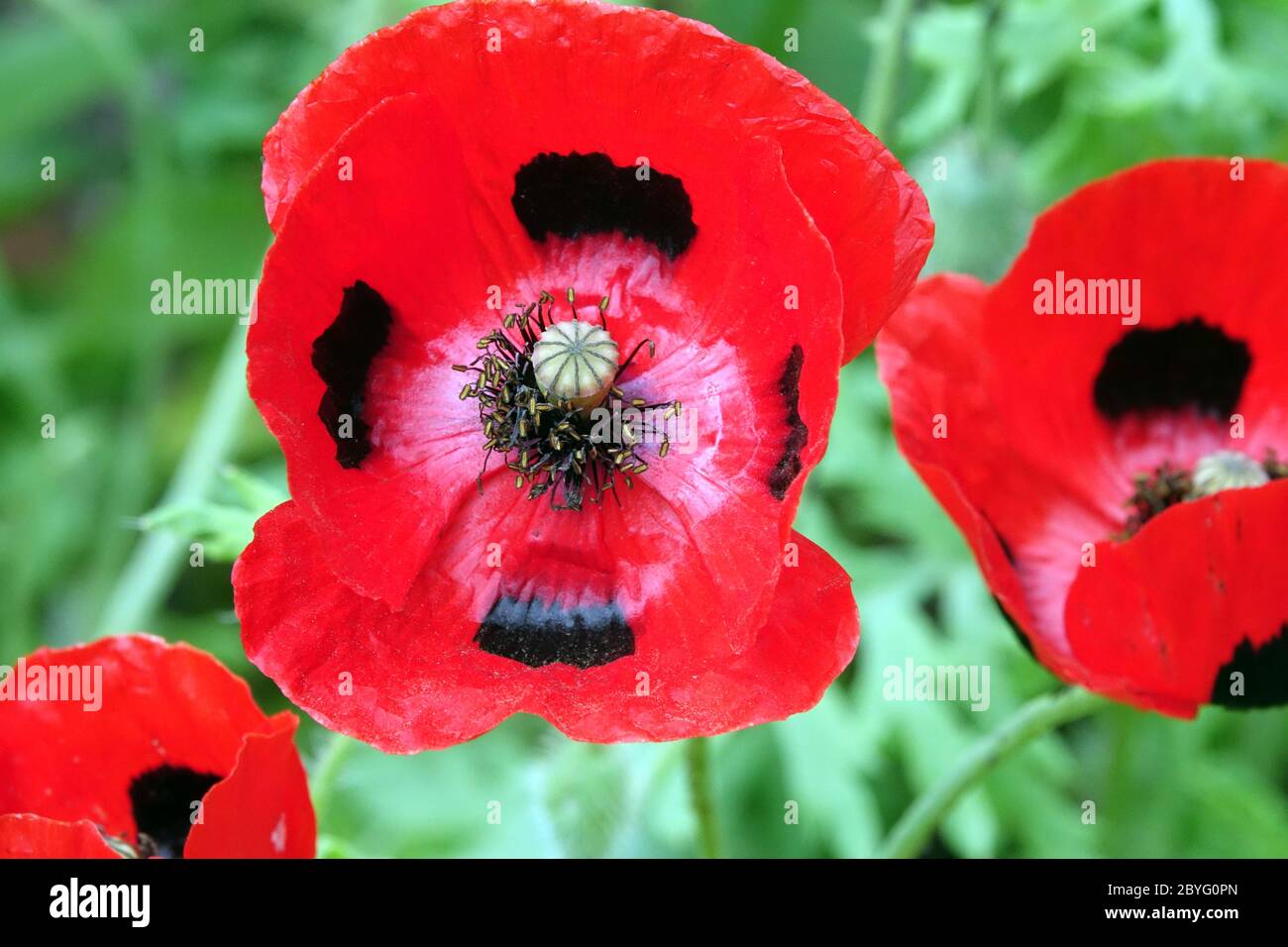 Ladybird poppy red papaver Stock Photo