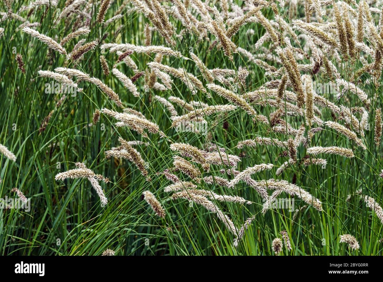 Silky Spike Melic Grass Melica ciliata Stock Photo