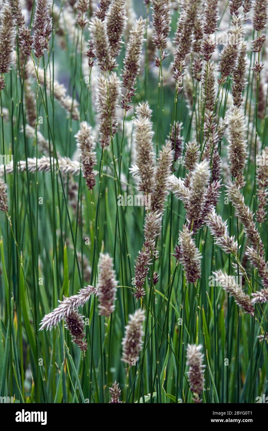 Silky Spike Melic Grass Melica ciliata Stock Photo