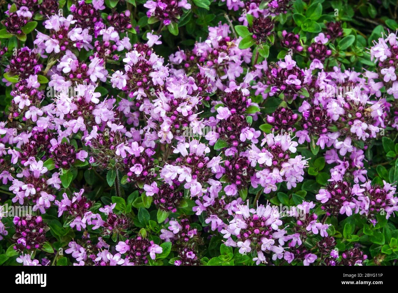 Thyme carpet herb garden herbs Stock Photo