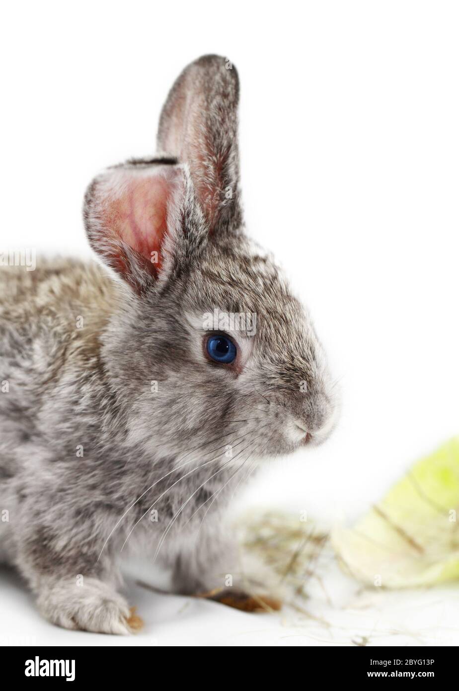 Gray bunny hi-res stock photography and images - Alamy
