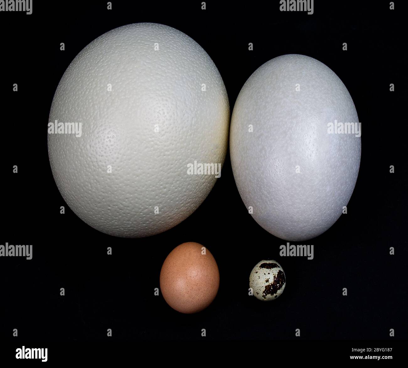 An Ostrich egg, an American Rhea egg, a chicken egg, a quail egg in a square Stock Photo