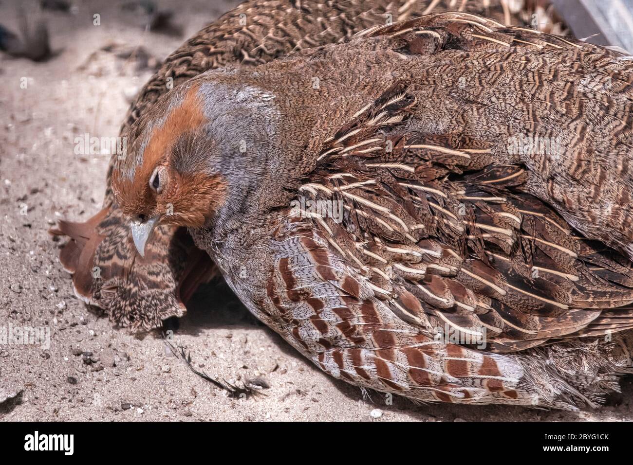 Two common Quail, Coturnix coturnix, birds in the nature habitat. Quail