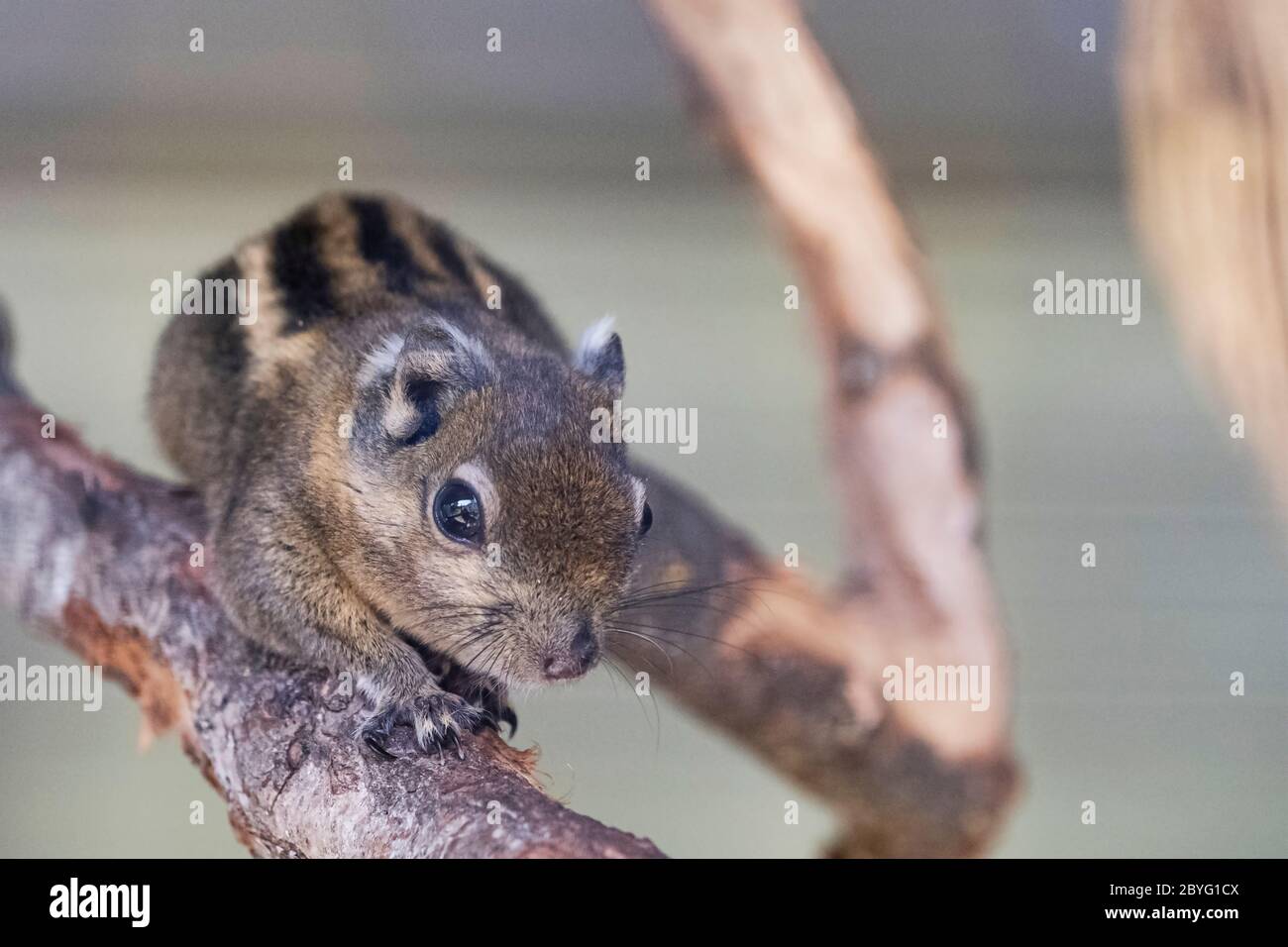A striped rodents marmots chipmunks squirrel spotted on a tree trunk on