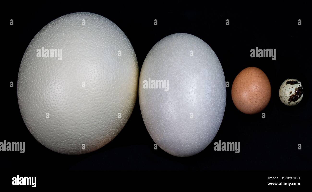 An ostrich egg, an American Rhea egg, a chicken egg, a quail egg in a row Stock Photo