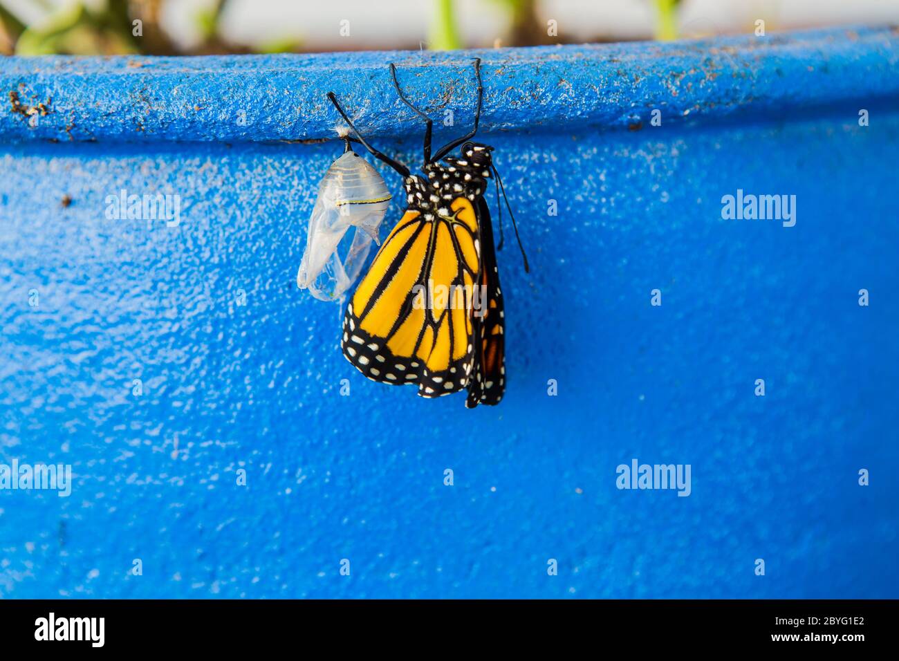 Monarch Butterfly Chrysalis Emerging High Resolution Stock Photography