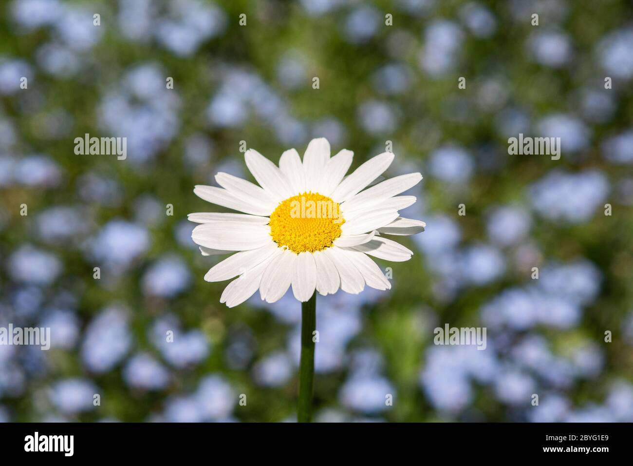 A beautiful single marguerite flower Stock Photo Alamy