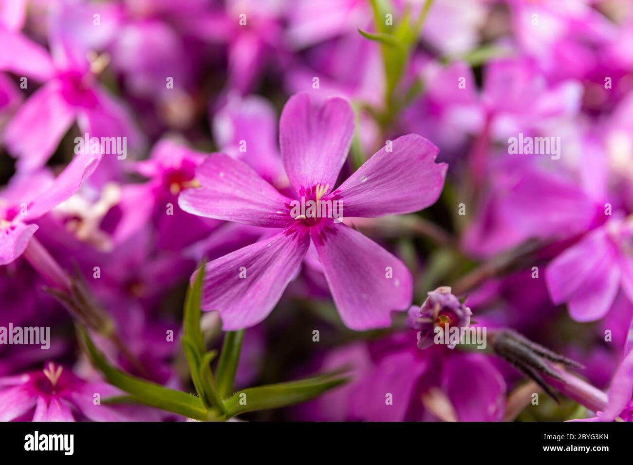 Bright pink flower of Phlox subulata, also known as creeping phlox, moss phlox, moss pink, or mountain phlox. Close-up. Stock Photo