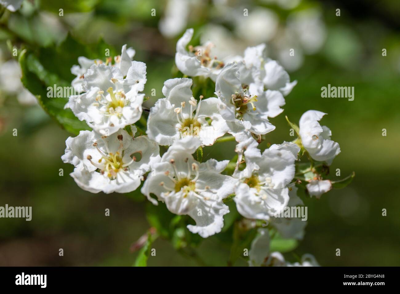 White flowers of fleshy hawthorn (Crataegus succulenta), a plant also known as succulent hawthorn or round-fruited cockspurthorn Stock Photo