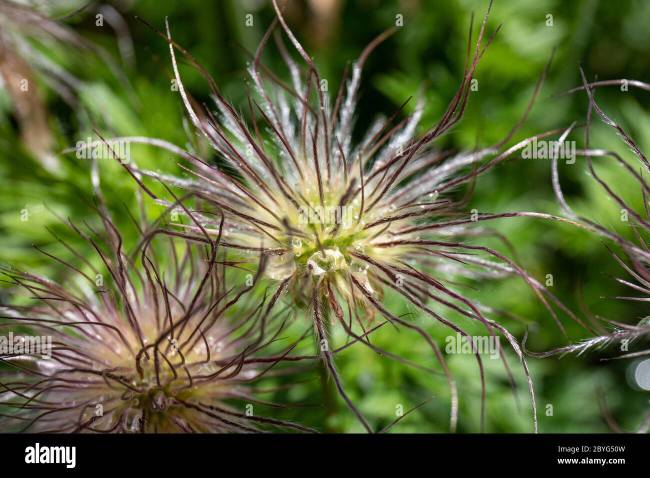 Waterdrops on the fruit of Pulsatilla chinensis also known as anemone chinensis or bái tóu wēng Stock Photo