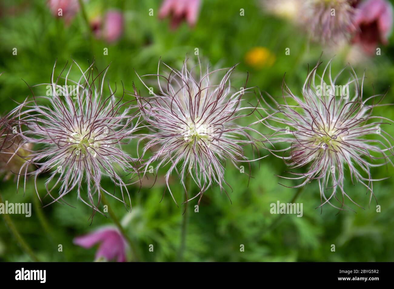 Dew droplets on fruits of Pulsatilla vulgaris, plant also known as pasqueflower, European pasqueflower, common pasqueflower and pasque flower Stock Photo