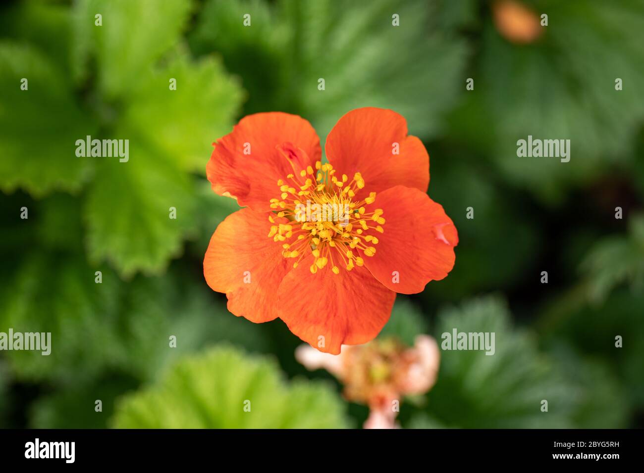 Bright orange flower of dwarf orange avens (Geum coccineum) also known as red avens Stock Photo