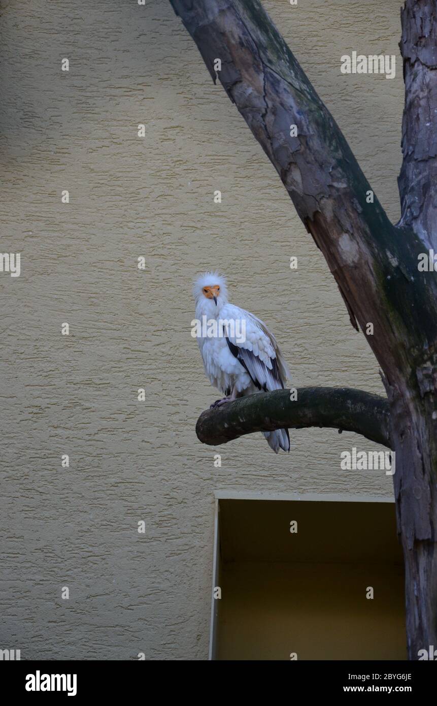 Egyptian vulture in a falconry Stock Photo - Alamy