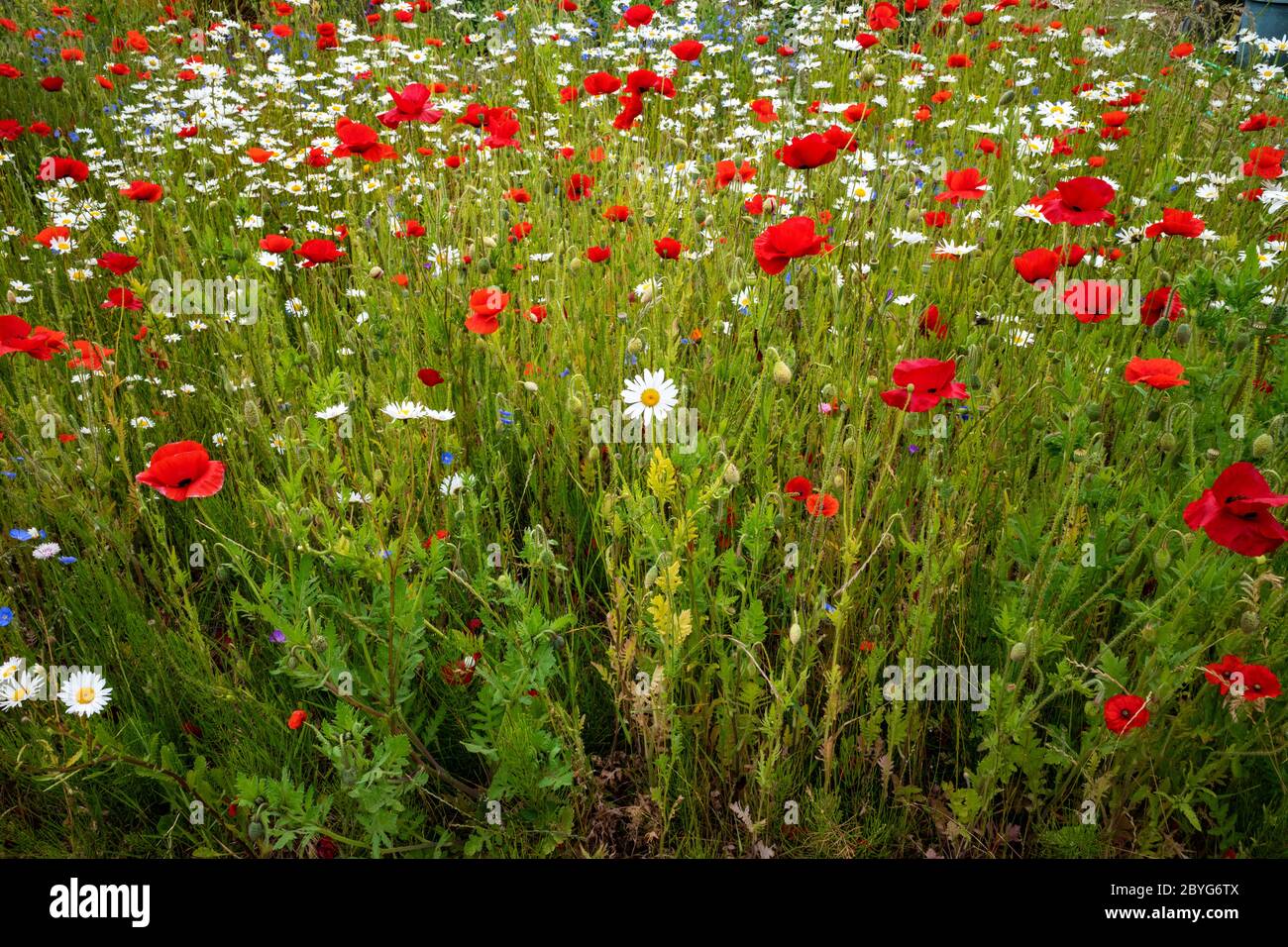 Wild flowers in english garden hi-res stock photography and images - Alamy