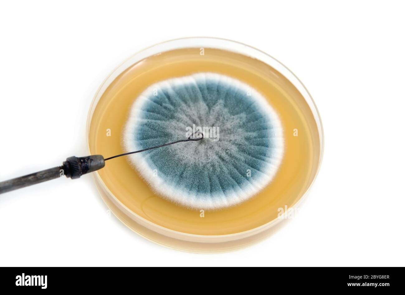 metal laboratory loop and fungi on agar plate Stock Photo