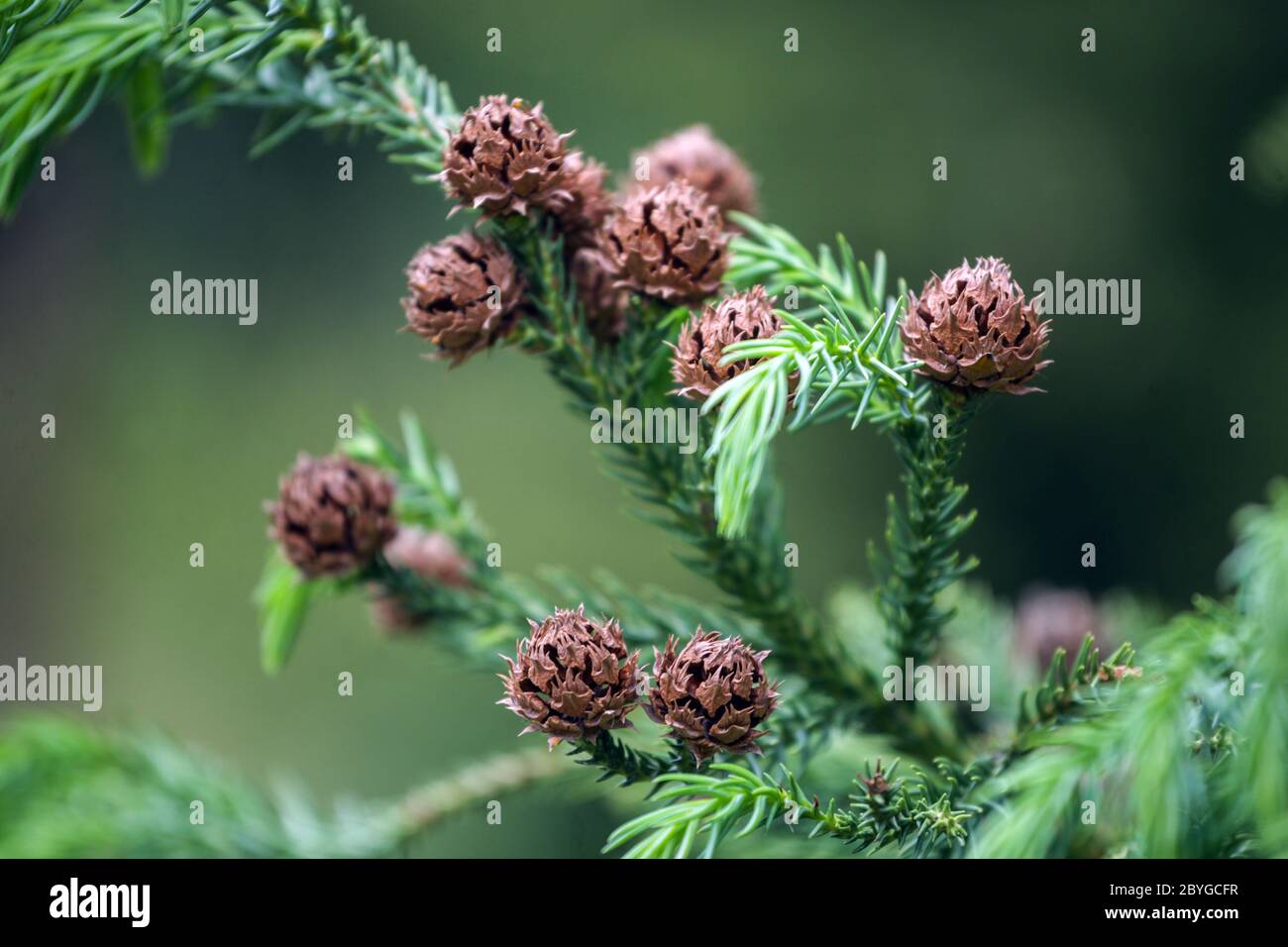 Cryptomeria japonica small cones on a twig, Japanese cedar Cryptomeria japonica cone Stock Photo