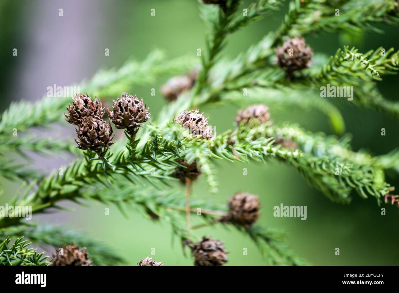 Japanese Cedar Cryptomeria japonica small cones on twig Stock Photo