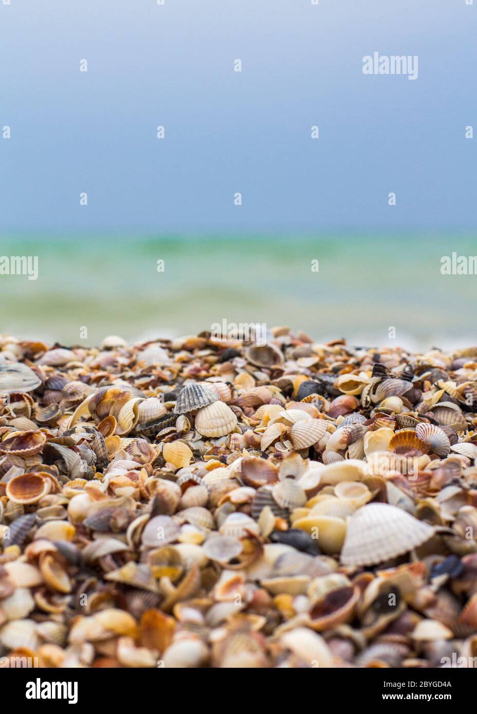 Gray brown seashells close hi-res stock photography and images - Alamy