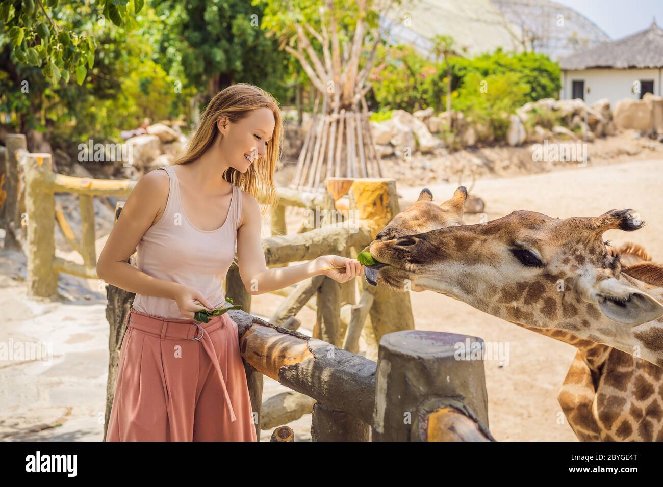 Happy woman watching and feeding giraffe in zoo. She having fun with animals  safari park on warm summer day Stock Photo - Alamy