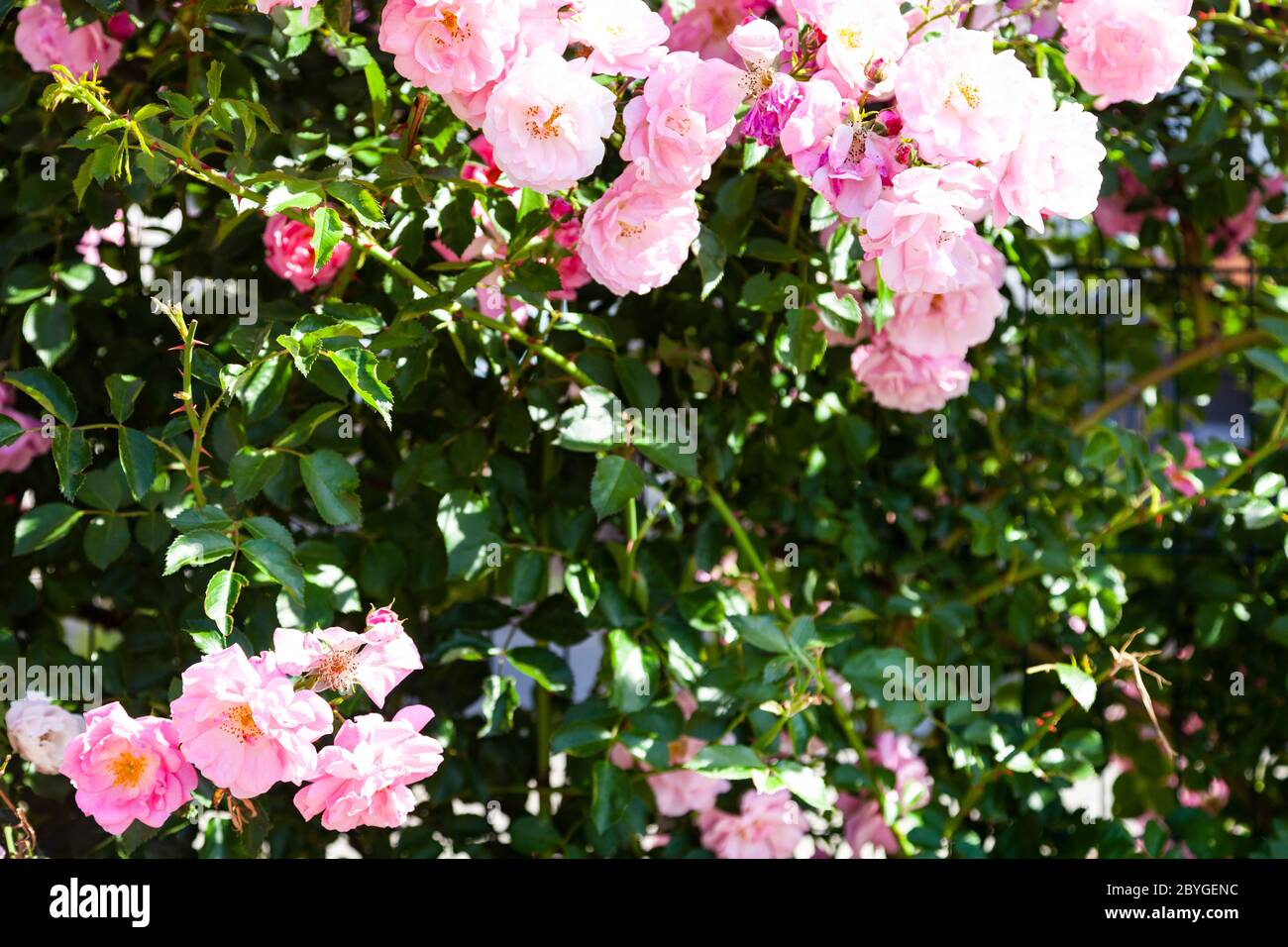 Pink climbing rose closeup. Summer flowers on a sunny day Stock Photo ...