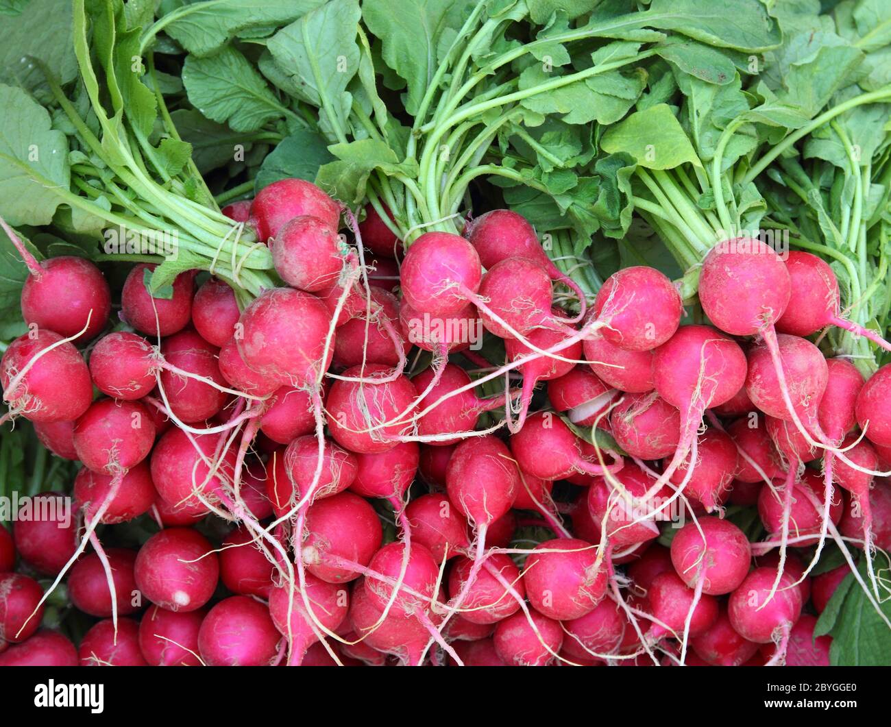 Many Bunches Of Radish Stock Photo Alamy