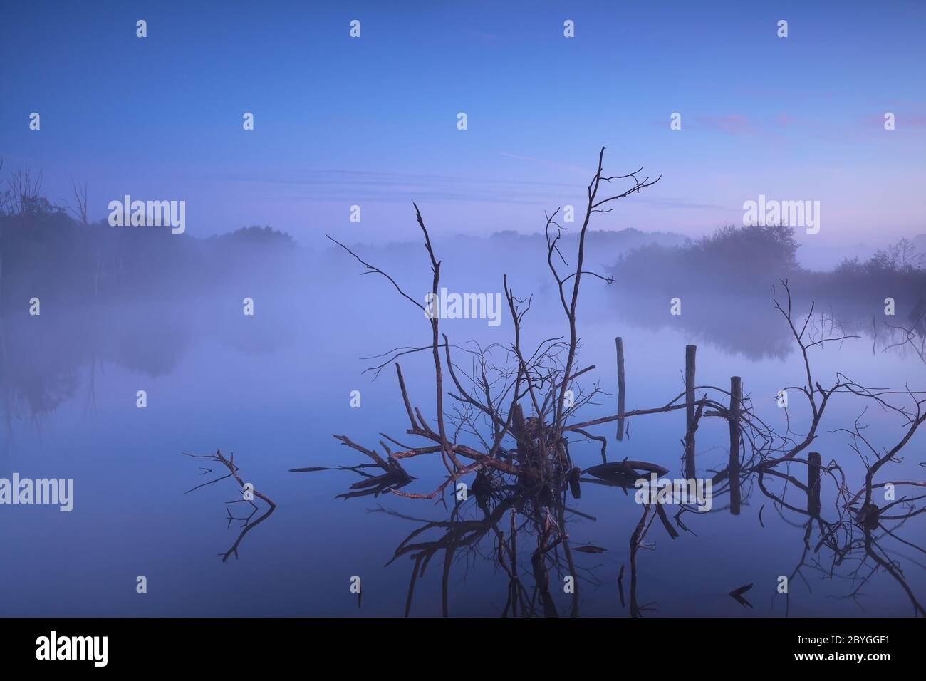 misty sunrise on bog Stock Photo