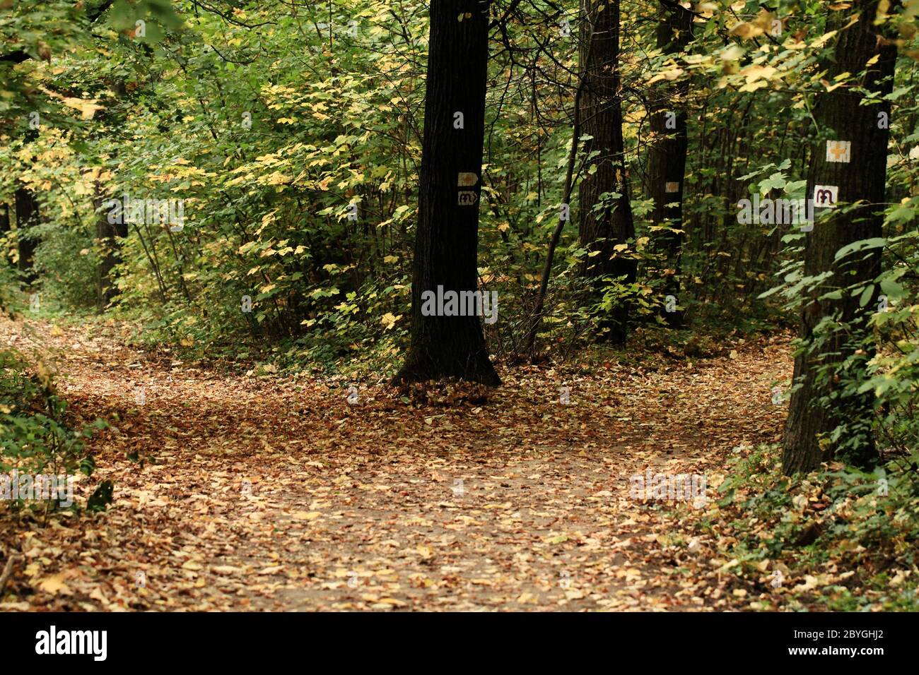 Yellow leaves on the alley in autumn forest Stock Photo - Alamy