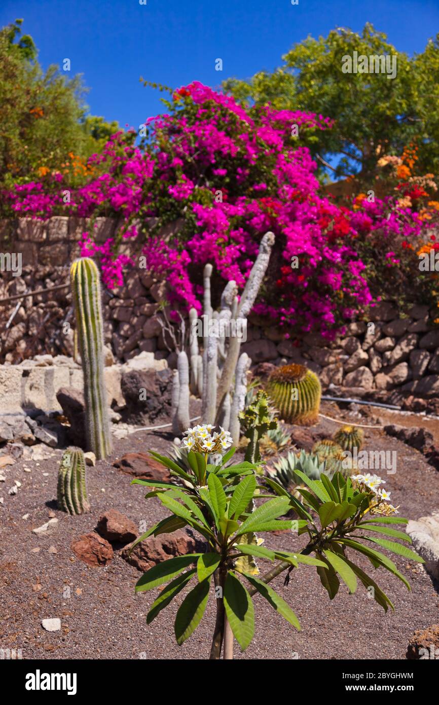 Jungle park at Tenerife Canary Stock Photo