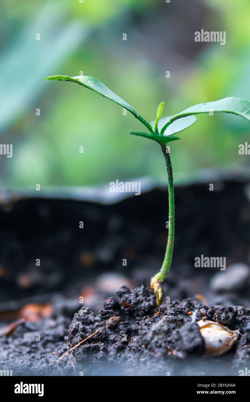 Angry insect hi-res stock photography and images - Alamy