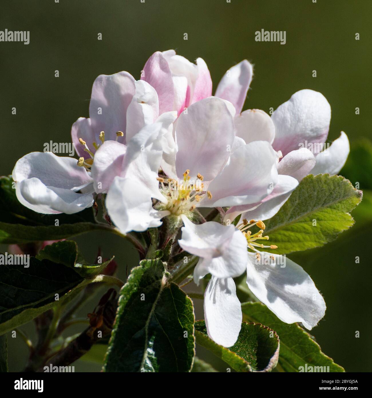 The fruit blossoms are later in Norway than, for example, in England or the Continent. This was shot May 31st, 2020 in Ålesund, Norway. Stock Photo