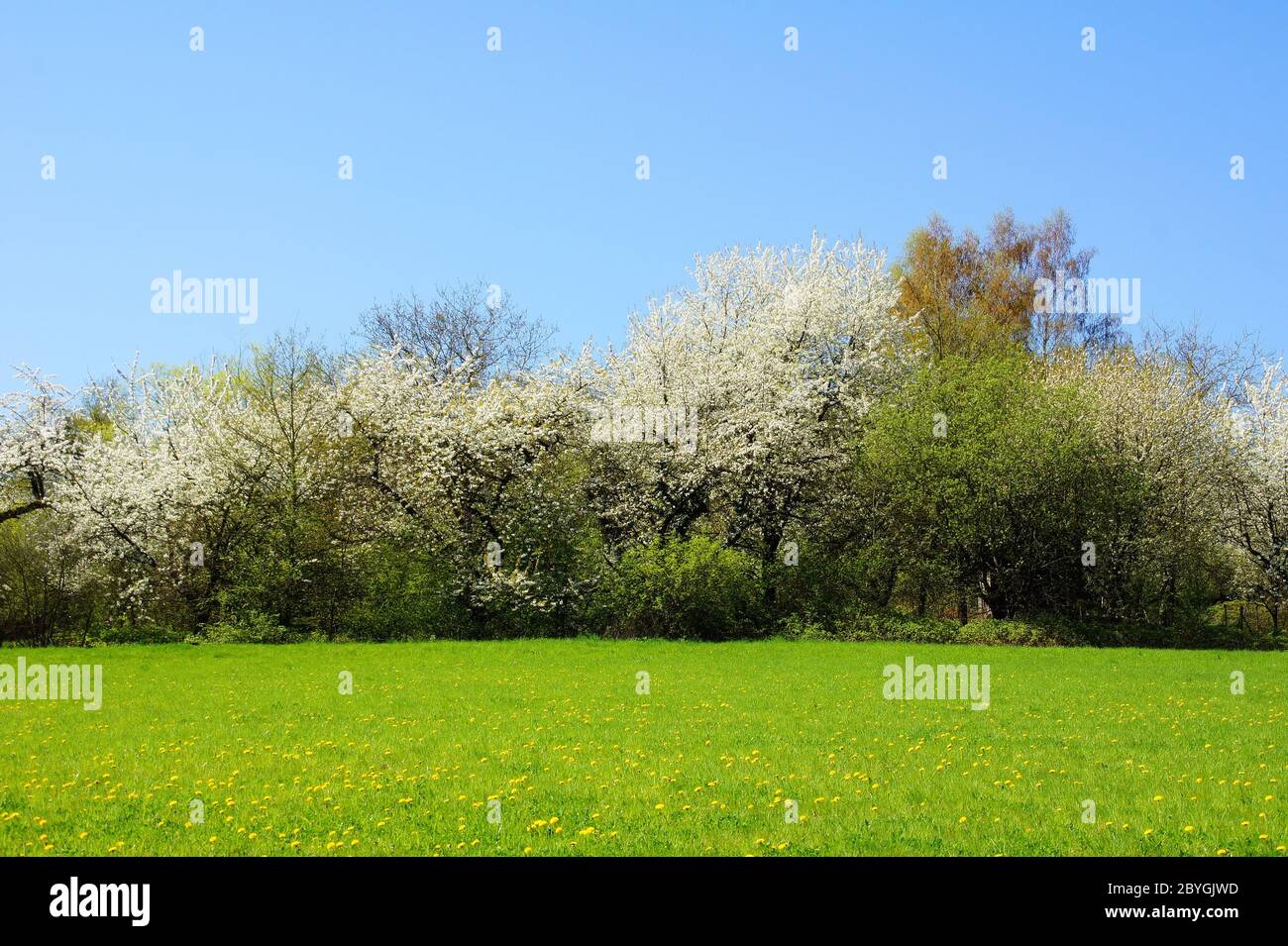 Weiss Blhende Strucher