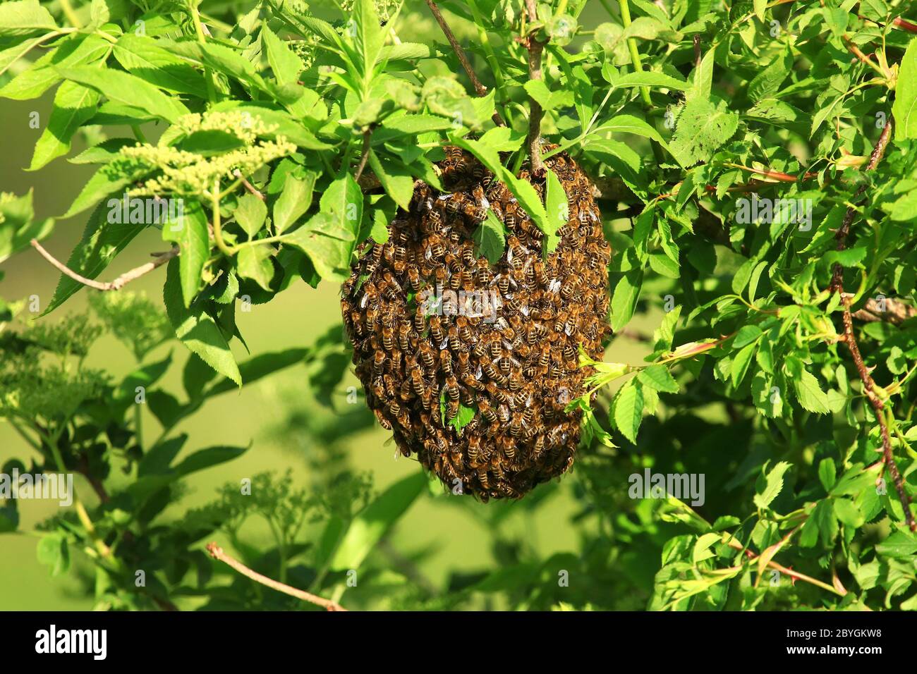 Bees Swarming On Branch Of Tree Stock Photo - Alamy