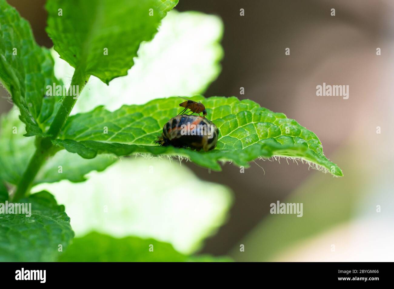 Pupation of a ladybug on a mint leaf in spring with a mosquito on it. Macro shot of living insect. Series image 8 of 9 Stock Photo