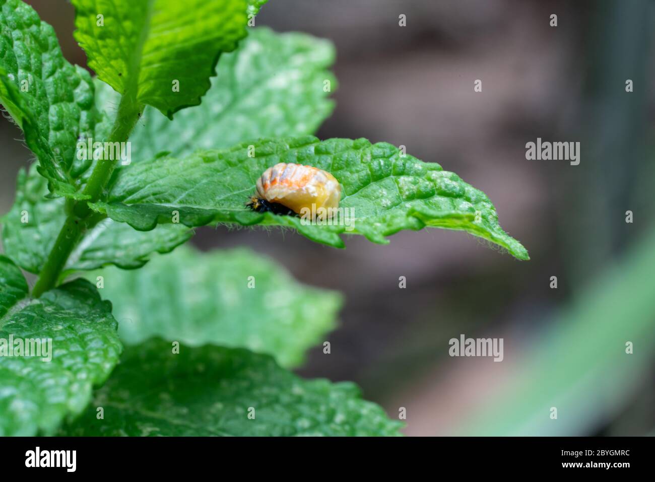 Pupation of a ladybug on a mint leaf in spring. Macro shot of living insect. Series image 5 of 9 Stock Photo