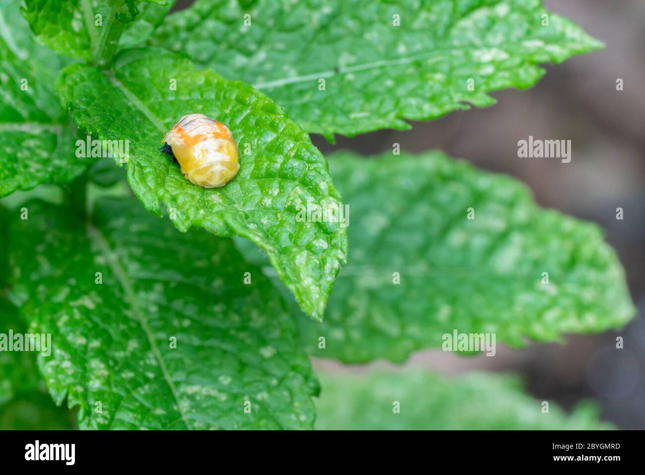 Pupation of a ladybug on a mint leaf in spring. Macro shot of living insect. Series image 3 of 9 Stock Photo