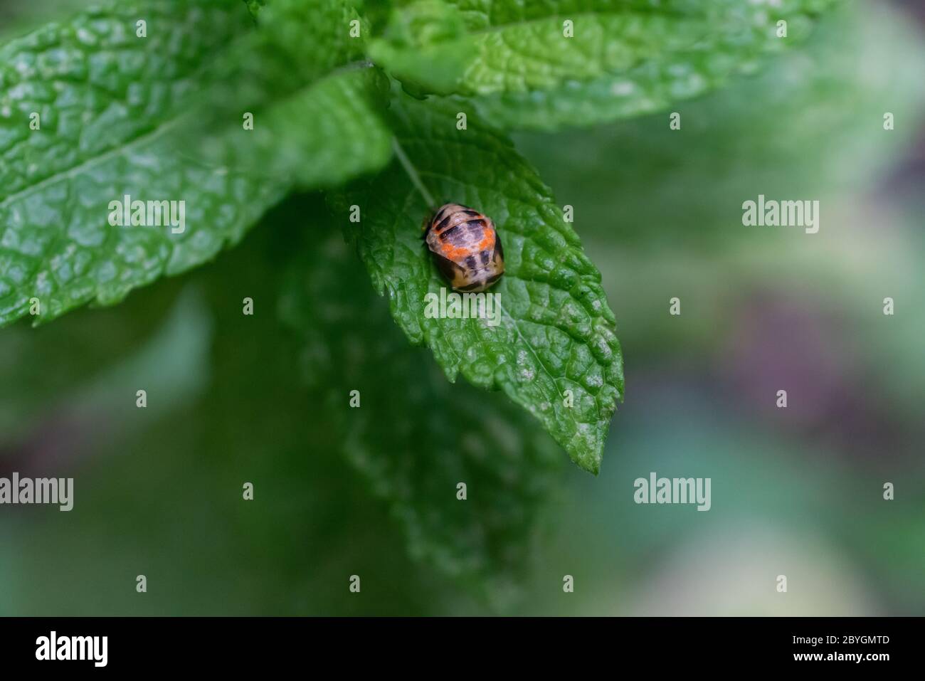 Pupation of a ladybug on a mint leaf in spring. Macro shot of living insect. Series image 6 of 9 Stock Photo