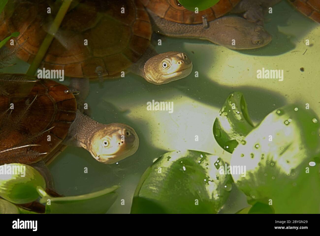 Rote Island's endemic snake-necked turtles (Chelodina mccordi) at a licensed ex situ breeding site in Jakarta, Indonesia. Stock Photo