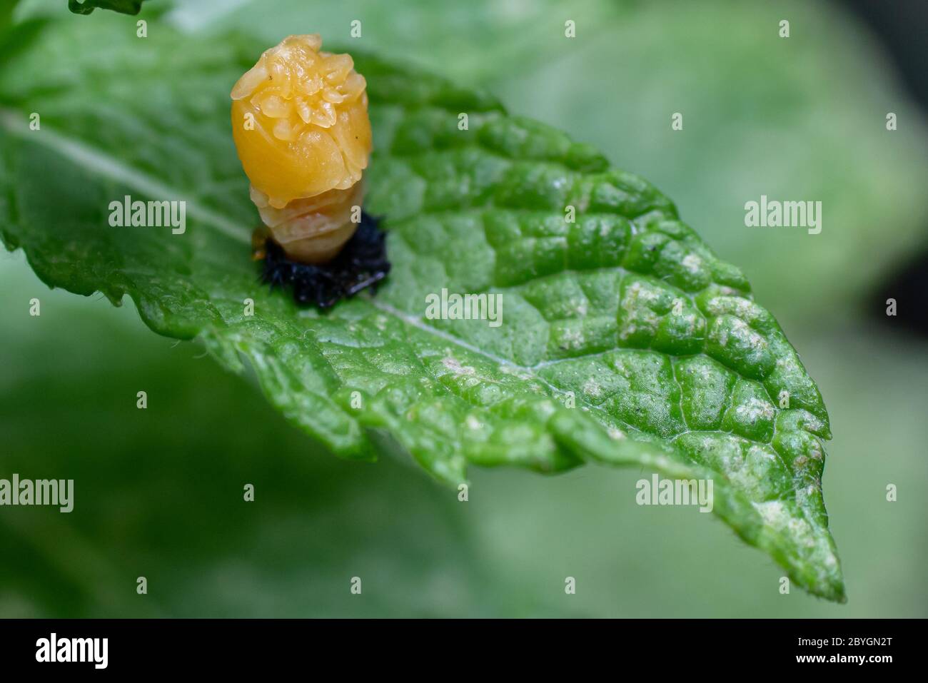 Pupation of a ladybug on a mint leaf in spring. Macro shot of living insect. Series image 1 of 9 Stock Photo