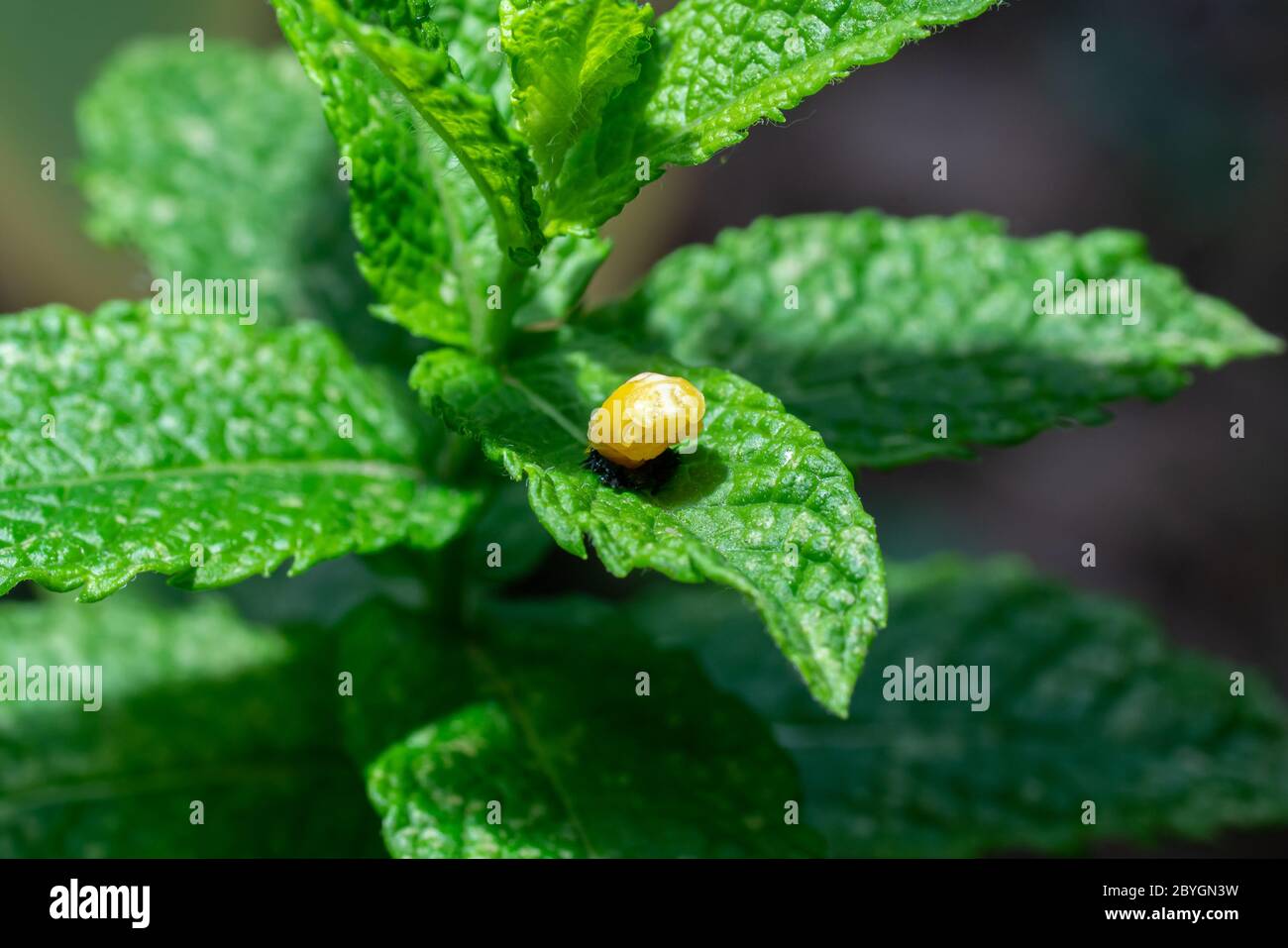 Pupation of a ladybug on a mint leaf in spring. Macro shot of living insect. Series image 2 of 9 Stock Photo